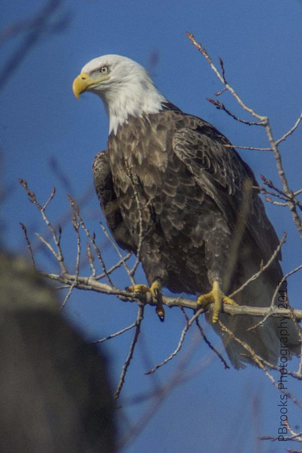 American Bald Eagle in Tree Photograph by Paul Brooks