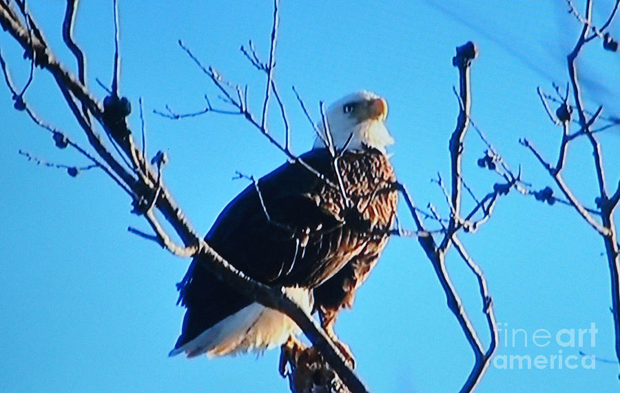 American Bald Eagle Photograph by Jay Milo