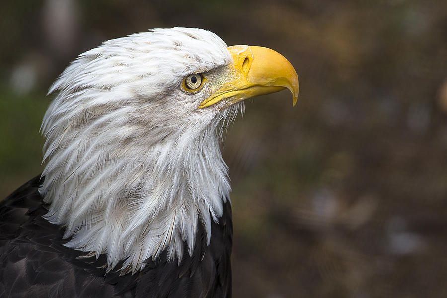 RAPTOR - American Bald Eagle Photograph by John Wayland - Fine Art America