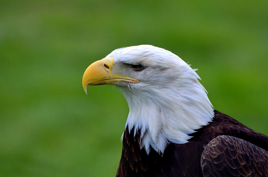 American Bald Eagle Photograph by Kathleen Stephens