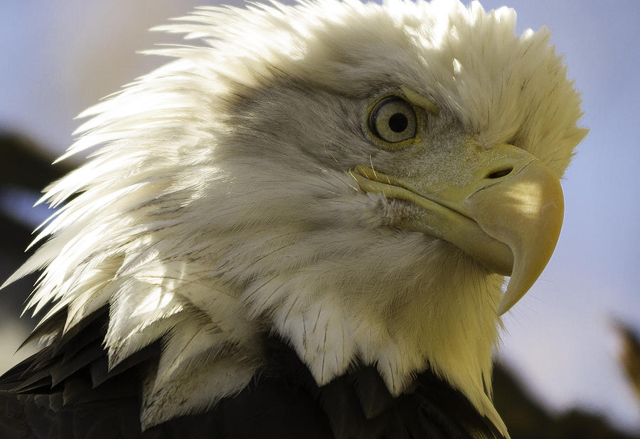 Bald Eagle Photograph - American Bald Eagle by Kristal Kraft