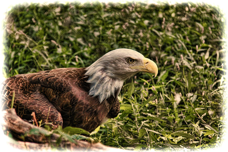 American Bald Eagle Photograph by Lee Dos Santos