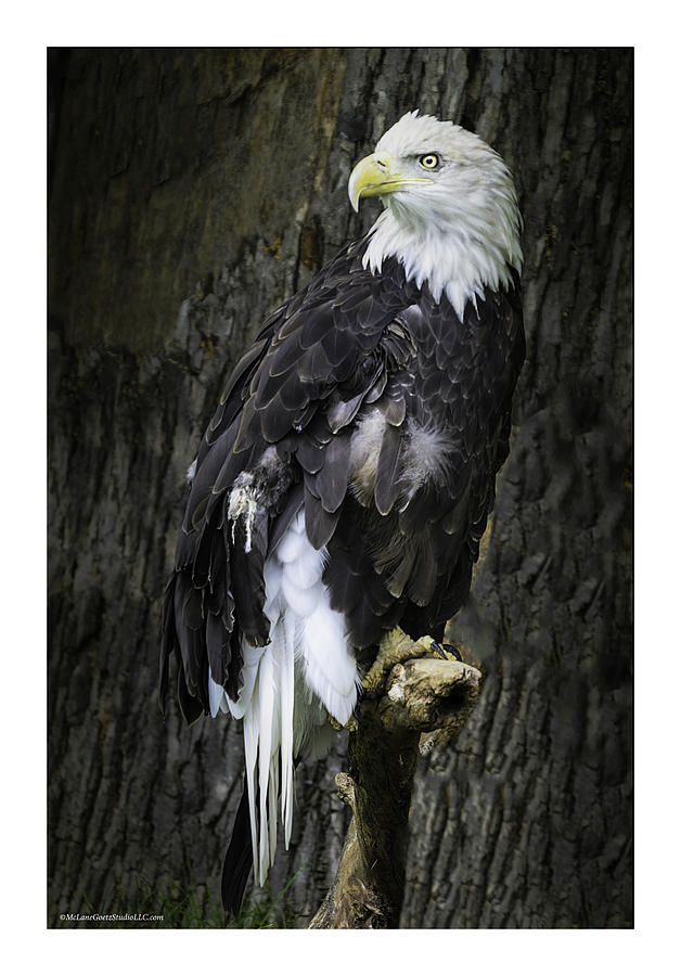 American Bald Eagle Photograph by LeeAnn McLaneGoetz McLaneGoetzStudioLLCcom