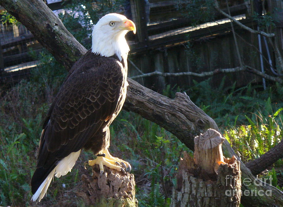 American Bald Eagle Photograph by Lingfai Leung