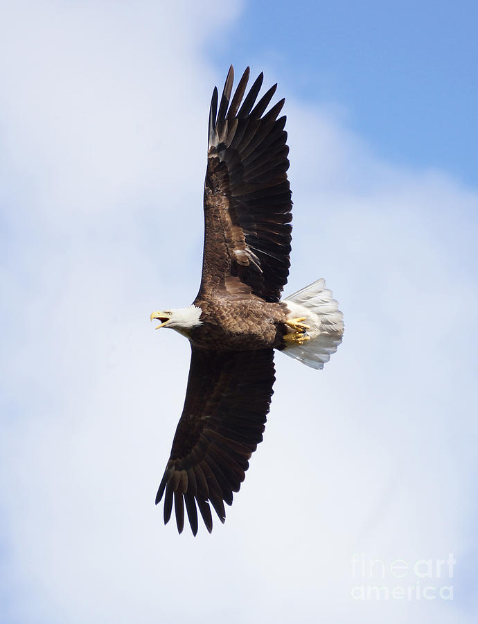Eagle Photograph - American Bald Eagle by Lori Tordsen