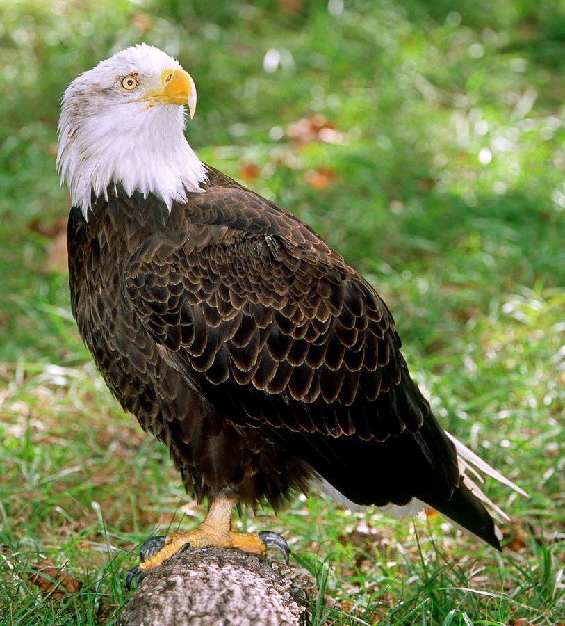 American Bald Eagle Photograph by Millard H. Sharp