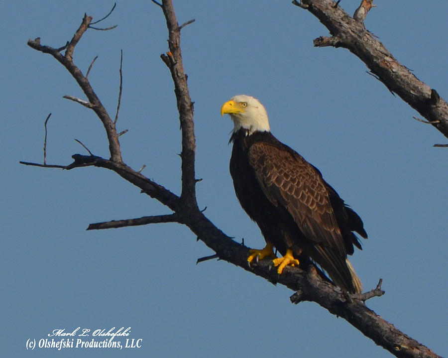 American Bald Eagle Mol I Photograph