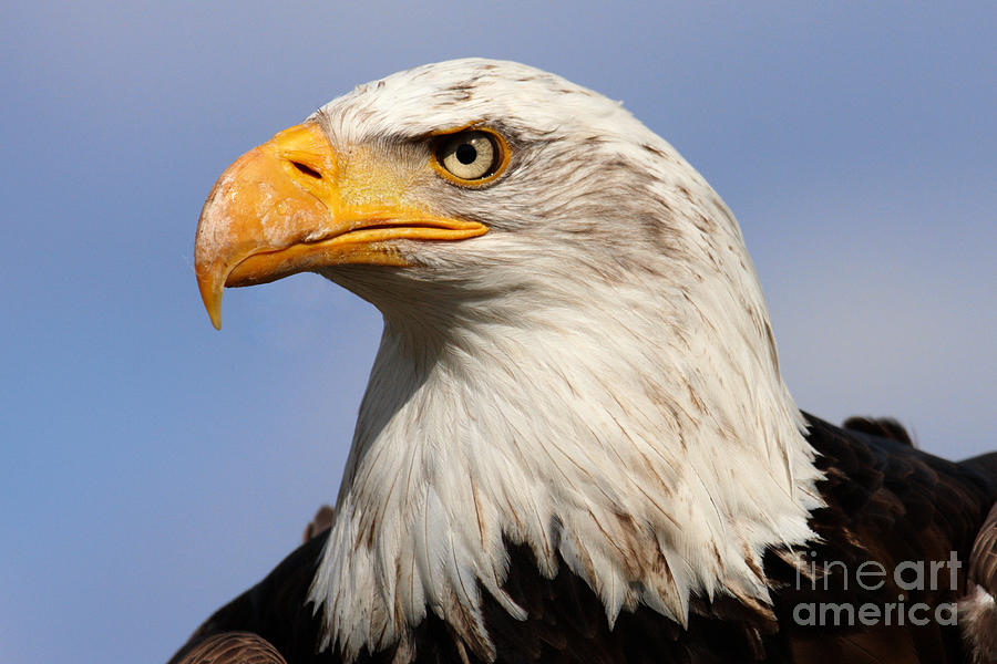 American Bald Eagle Photograph by Nick  Biemans