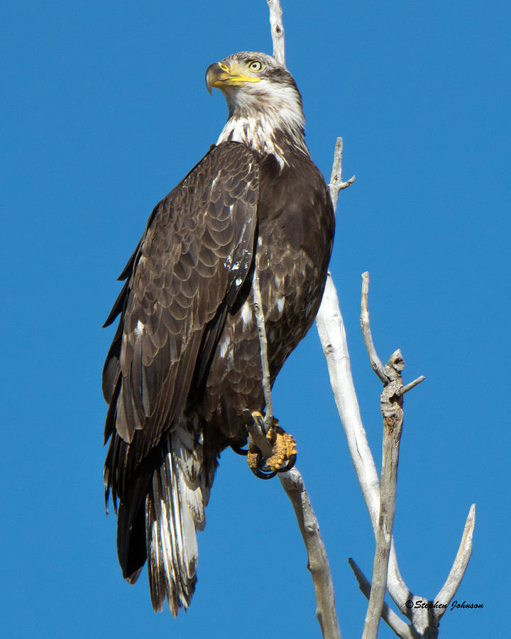 American Bald Eagle on Limb Photograph by Stephen Johnson