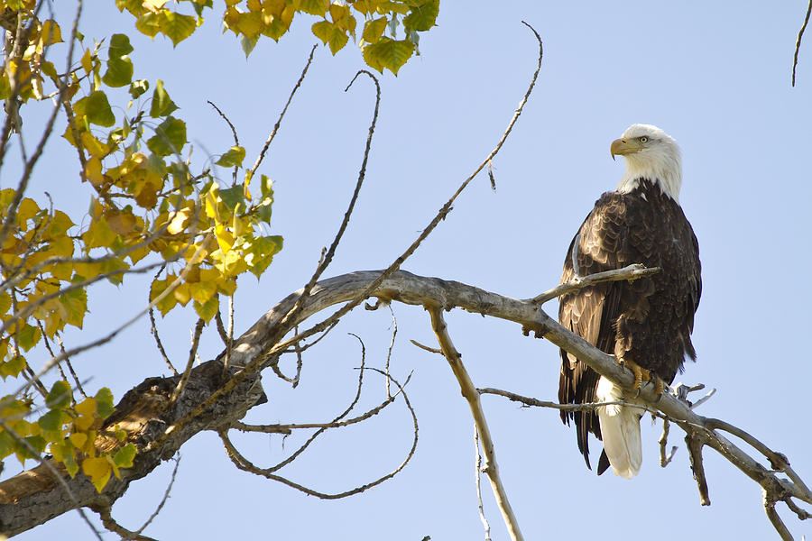 Eagle Photograph - American Bald Eagle On The Perch by James BO Insogna
