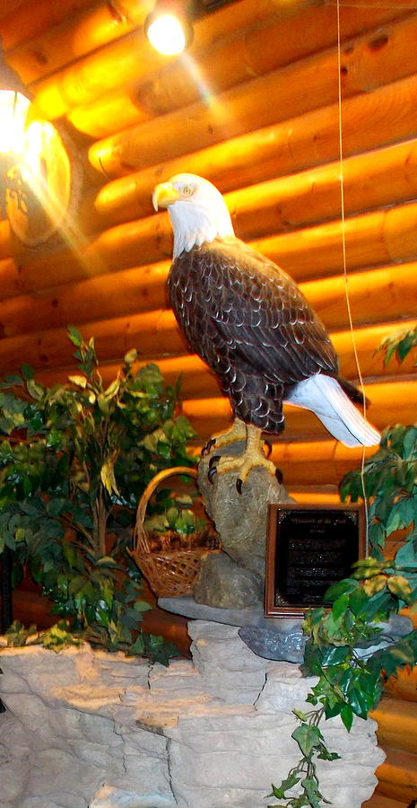 Eagle Photograph - American Bald Eagle by Pamela Hyde Wilson