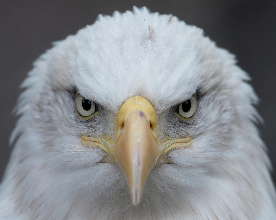 American Bald Eagle Photograph by Photo By Wayne Bierbaum; Annapolis, Maryland