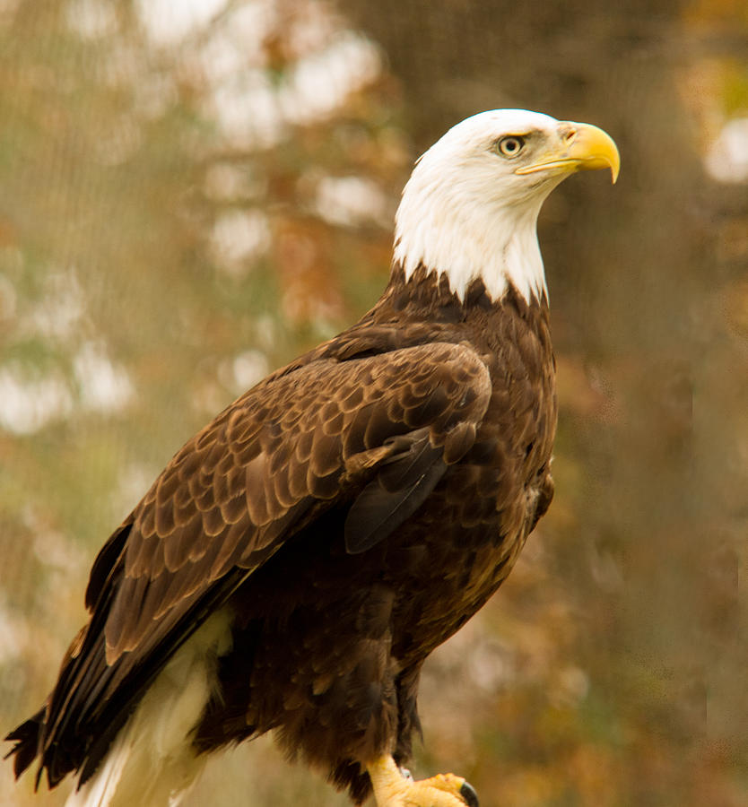 Eagle Photograph - American Bald Eagle Resting by Douglas Barnett
