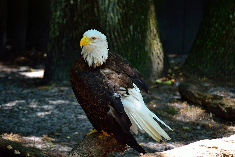 American Bald Eagle Photograph by Richard Zentner