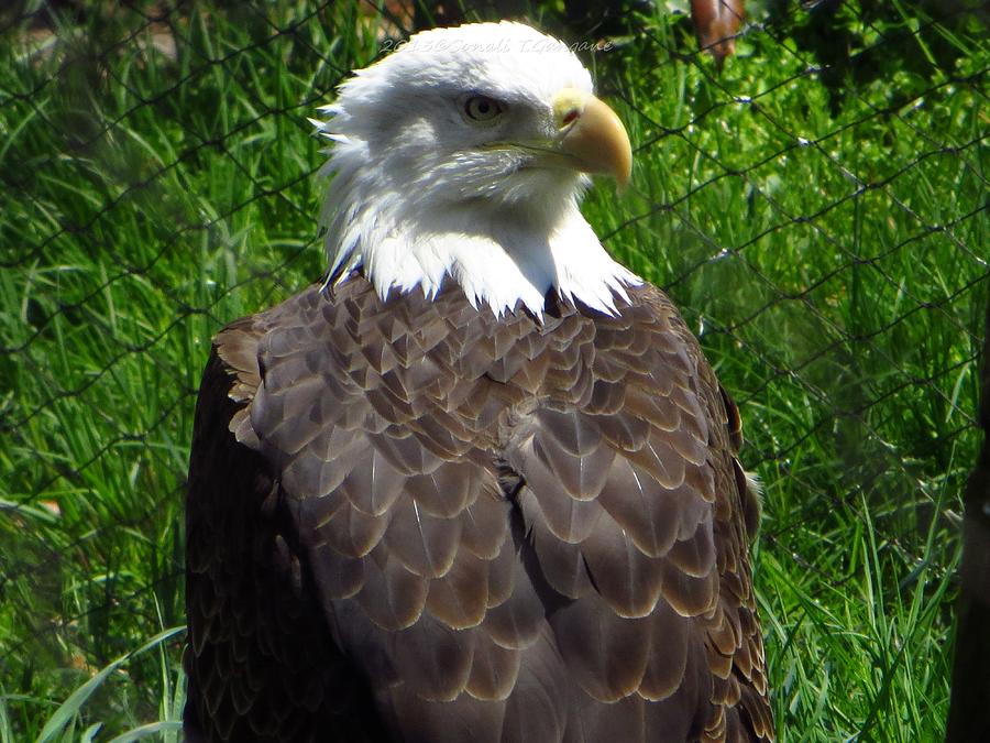 American Bald Eagle Photograph by Sonali Gangane