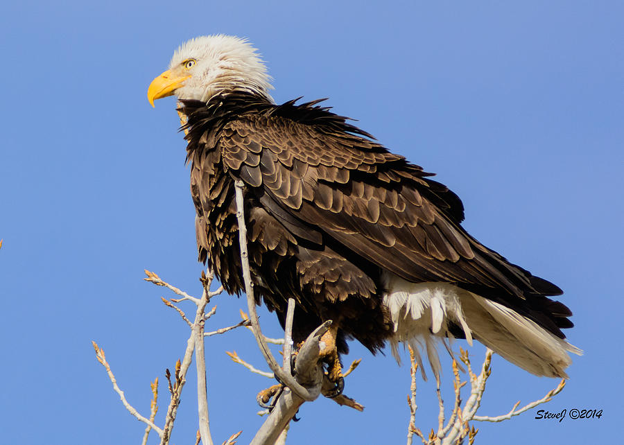 American Bald Eagle Standing Proud Photograph by Stephen Johnson