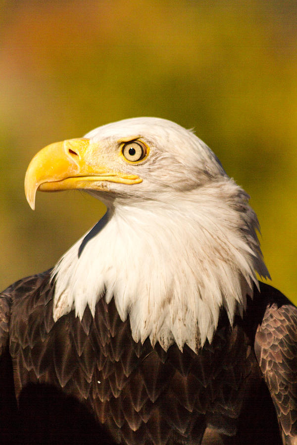 American Bald Eagle Photograph by Teri Virbickis