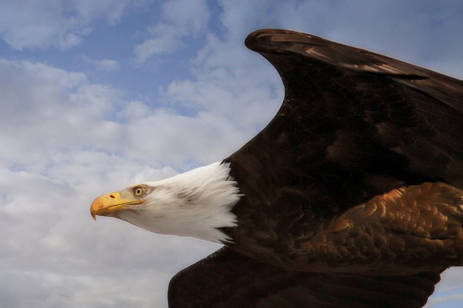 American Bald Eagle Up Close and Personal Photograph by Eleanor Abramson