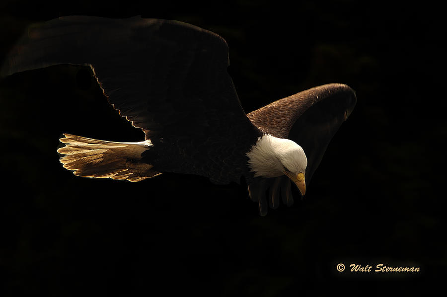 American Bald Eagle Photograph by Walt Sterneman