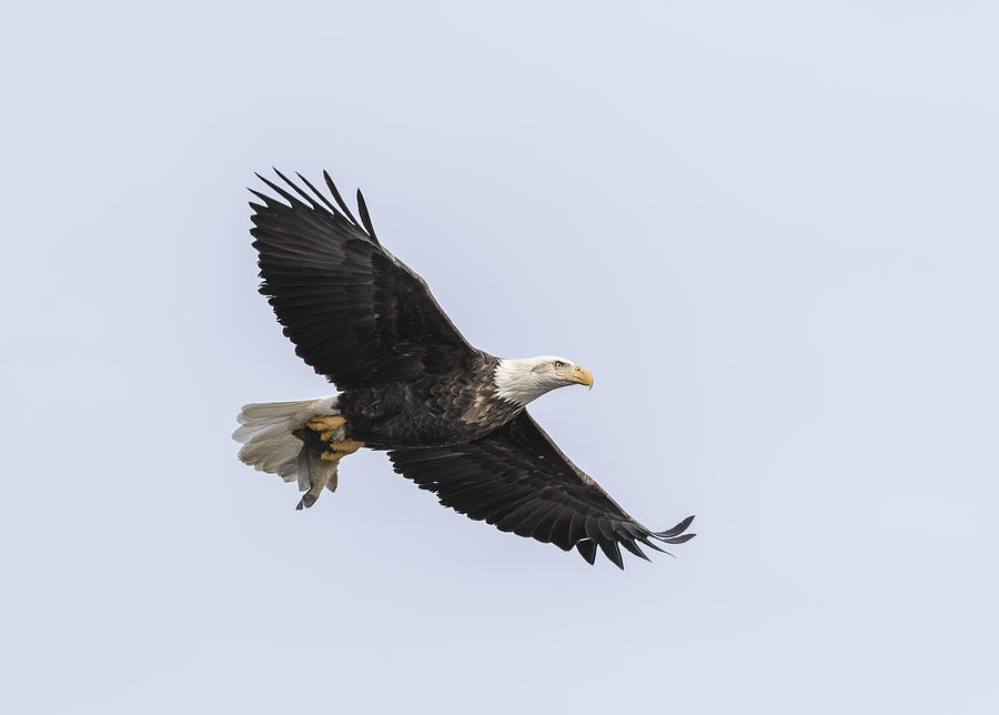 American Bald Eagle With A Fish 2 Photograph