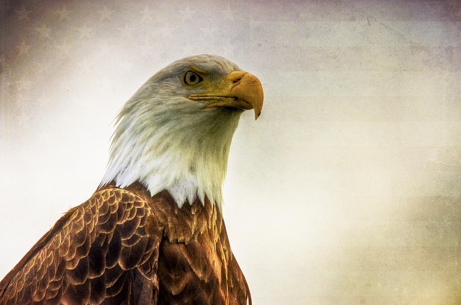 American Bald Eagle with Flag Photograph by Natasha Bishop