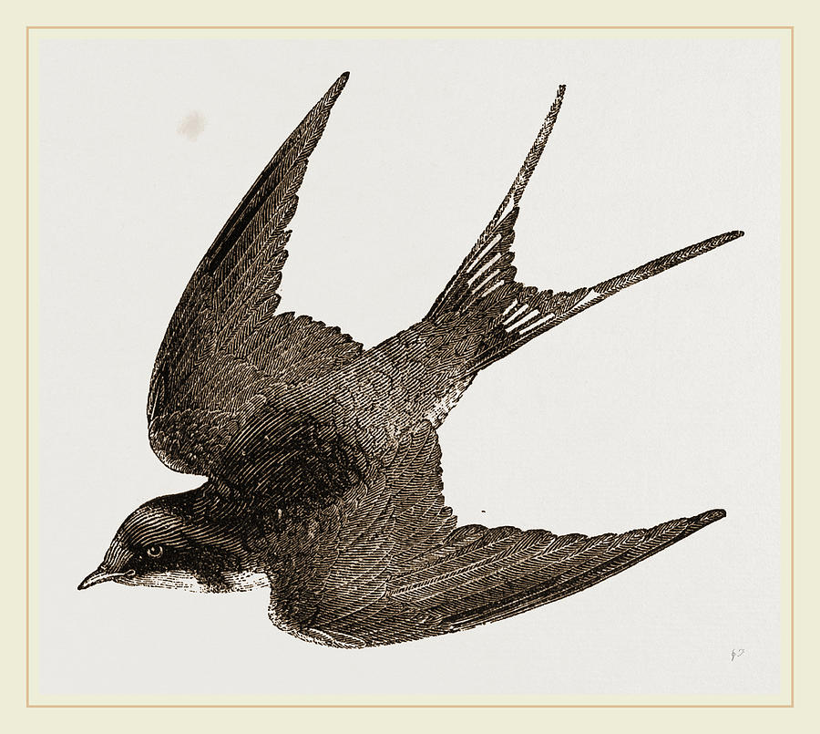 American Barnswallow Drawing by Litz Collection Fine Art America