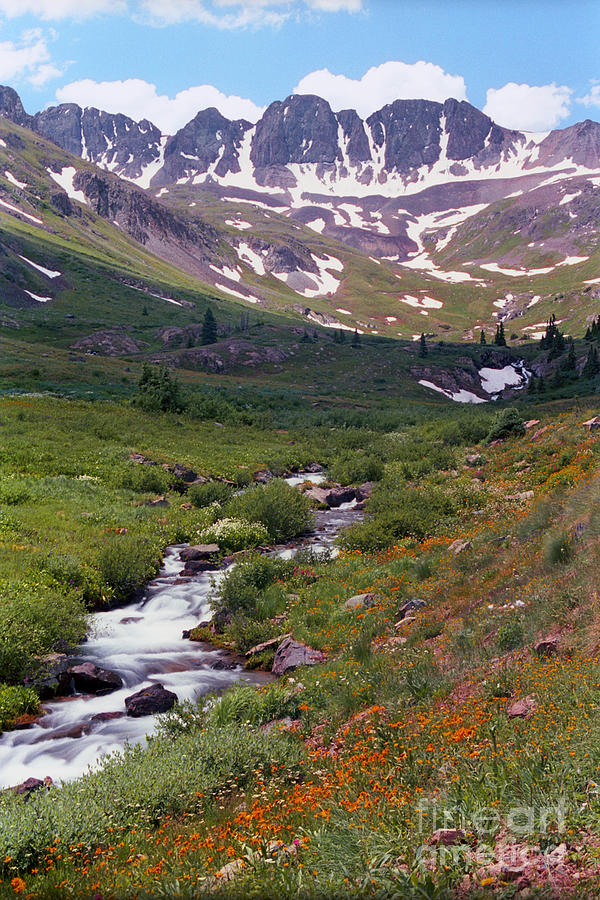 American Basin Wildflowers Photograph by Teri Atkins Brown