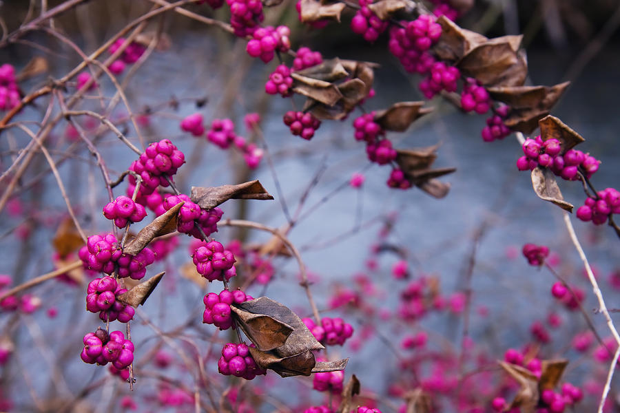 American Beauty Berry Photograph by Melinda Fawver