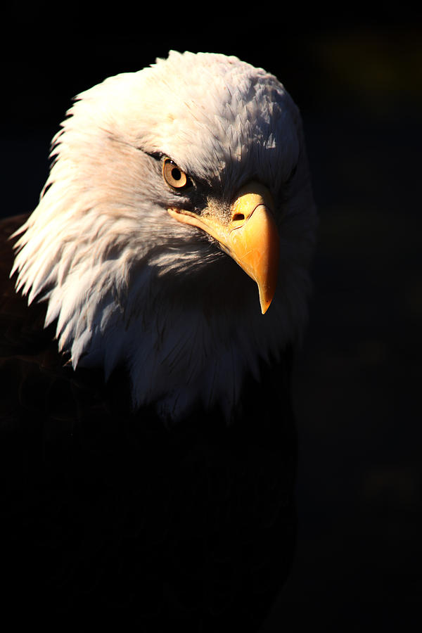 Eagle Photograph - American Beauty by Karol Livote