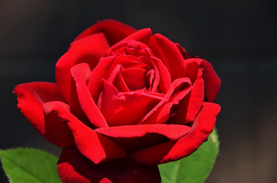 American Beauty Red Rose Photograph by Marilyn MacCrakin