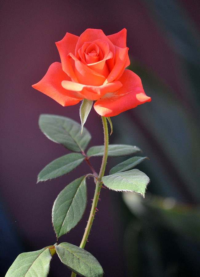 American Beauty Photograph - American Beauty Rose by Jay Milo