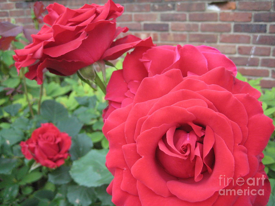 American Beauty - Rose Photograph by Susan Carella