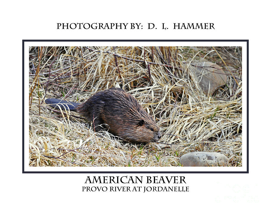 American Beaver Photograph by Dennis Hammer