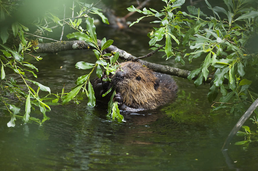 American Beaver Eating Willow Alaska Photograph by Konrad Wothe