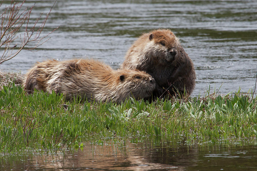 Yellowstone National Park Photograph - American Beaver Pair by Ken Archer