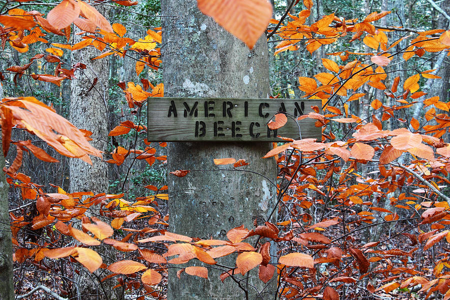 Tree Photograph - American Beech by Andrew Pacheco