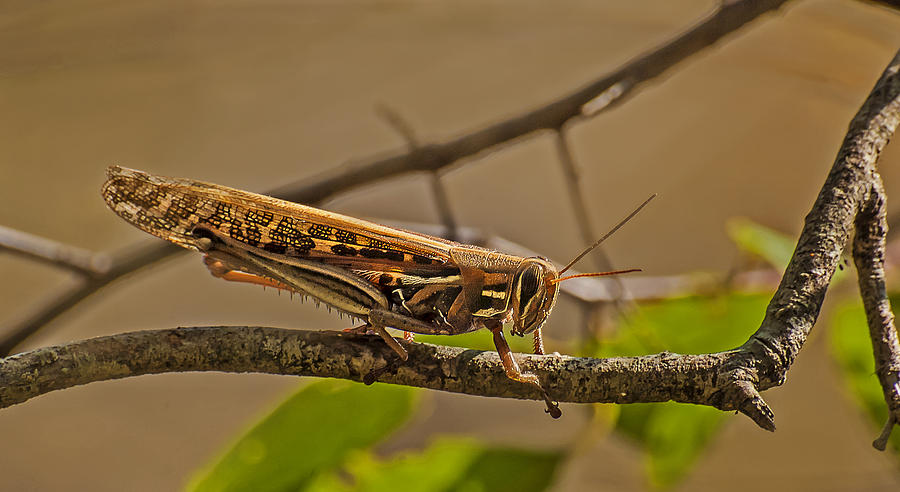 American Bird Grasshopper Photograph by Michael Whitaker
