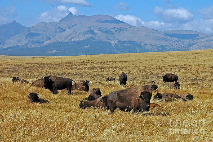American Bison - near Glacier Photograph by Cindy Murphy - NightVisions 