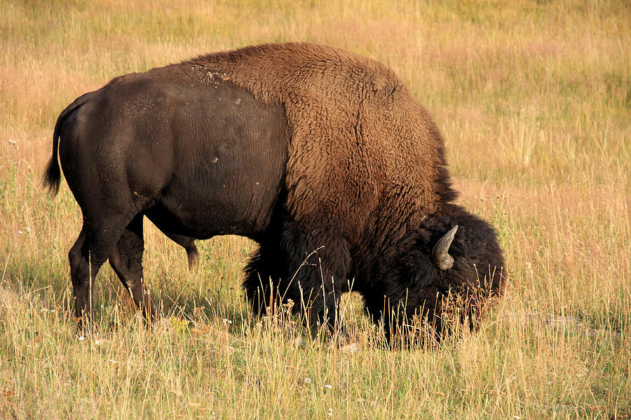 Yellowstone National Park Photograph - American Bison by Aidan Moran