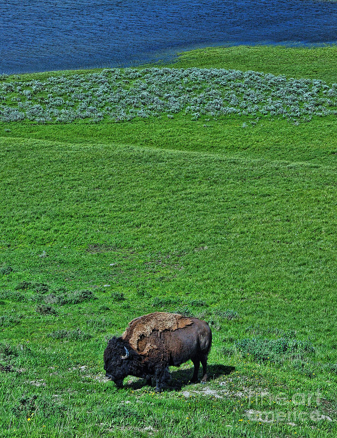 American Bison Photograph by Allen Beatty