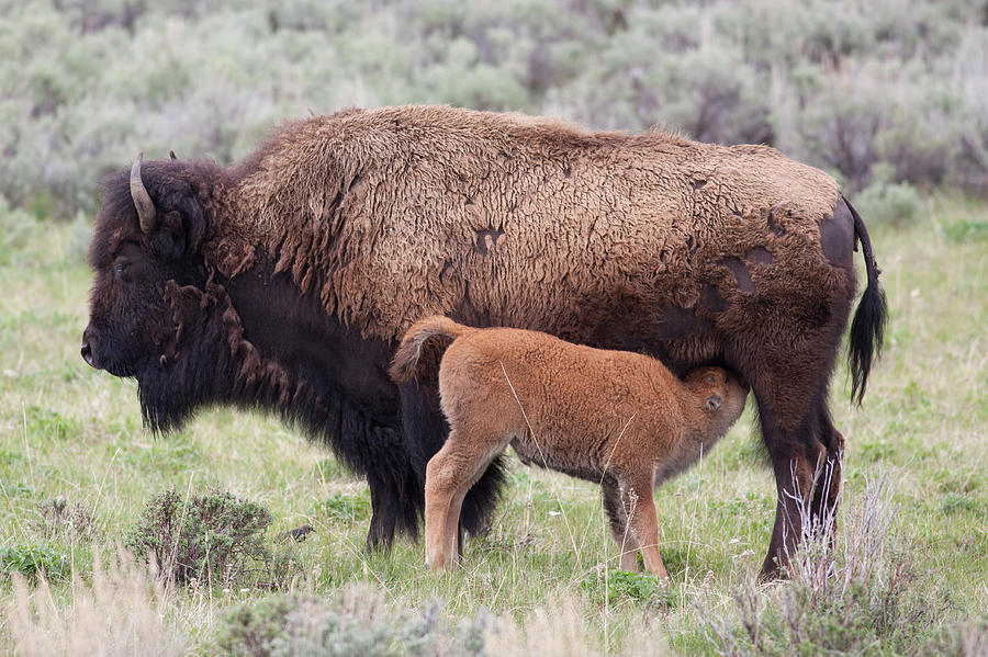 American Bison and Calf Photograph by Natural Focal Point Photography