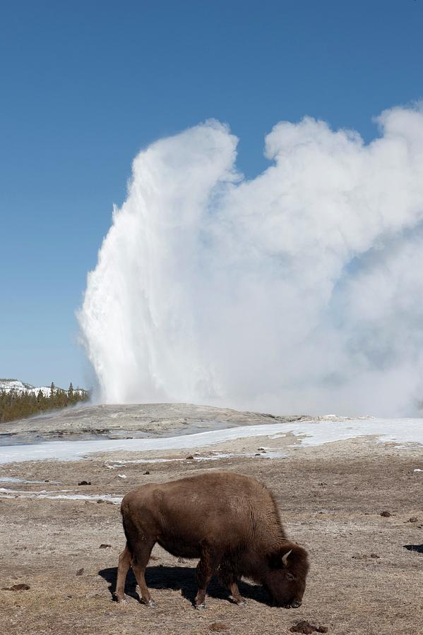 American Bison At Old Faithful Photograph by Dr P. Marazzi/science ...