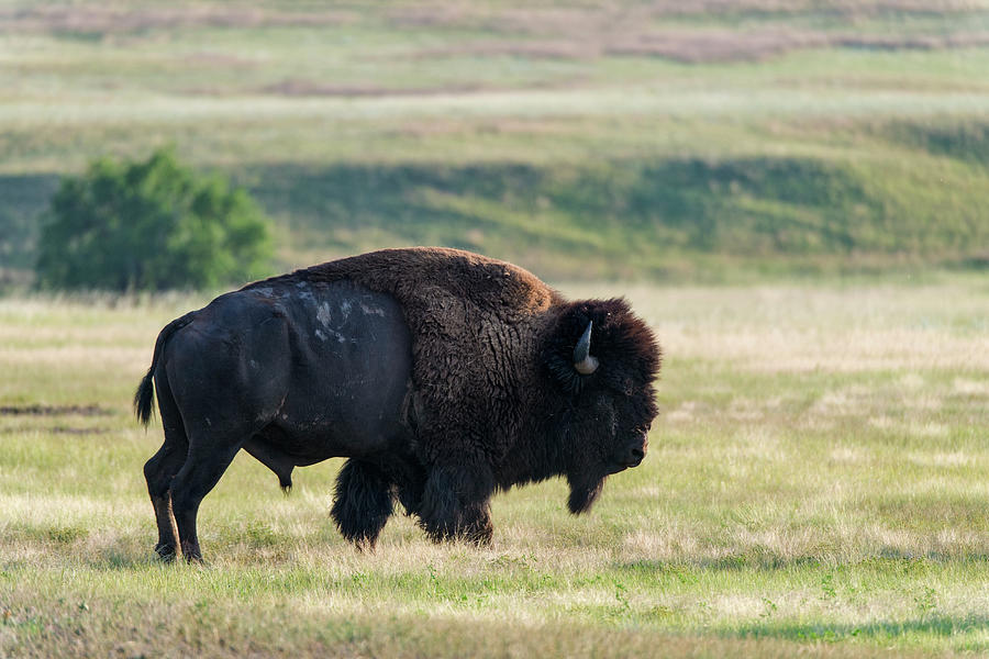 American Bison Buffalo, Wind Cave Photograph by Mark Newman