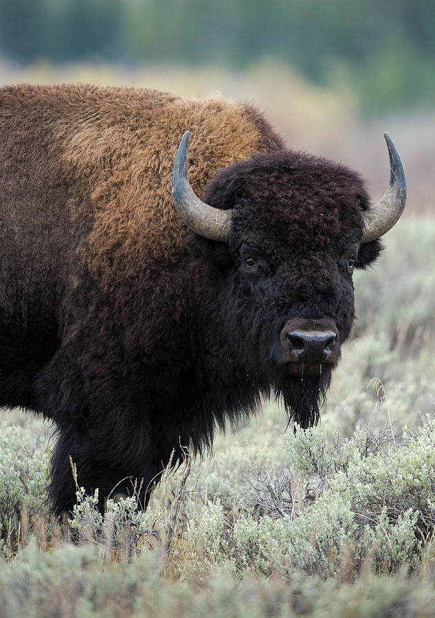 American Bison Bull, Bison Bison, Grand Photograph by Maresa Pryor ...