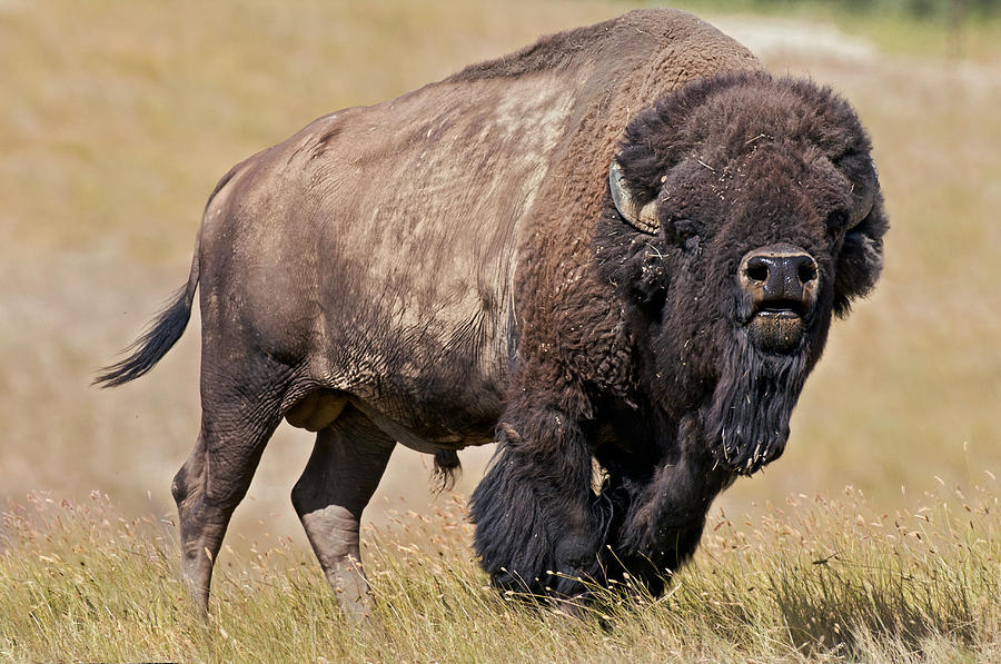 American Bison Bull Flehmening Photograph by Thomas And Pat Leeson