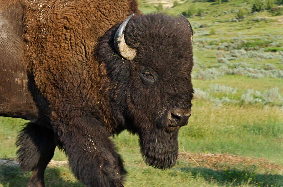 American Bison Bull Photograph by Thomas And Pat Leeson