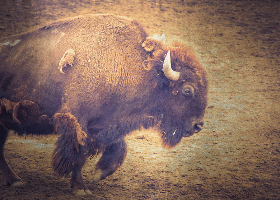 American Bison Photograph by Caitlyn  Grasso