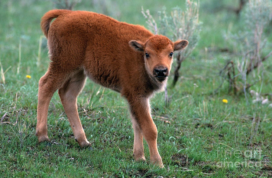 American Bison Calf Bison Bison Photograph by Art Wolfe