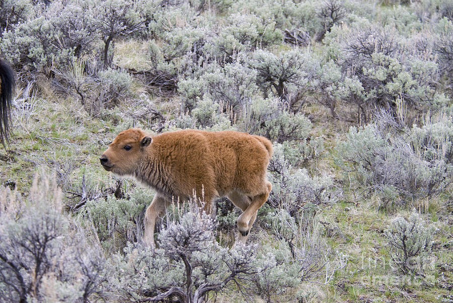 American Bison Calf Running Photograph by William H. Mullins