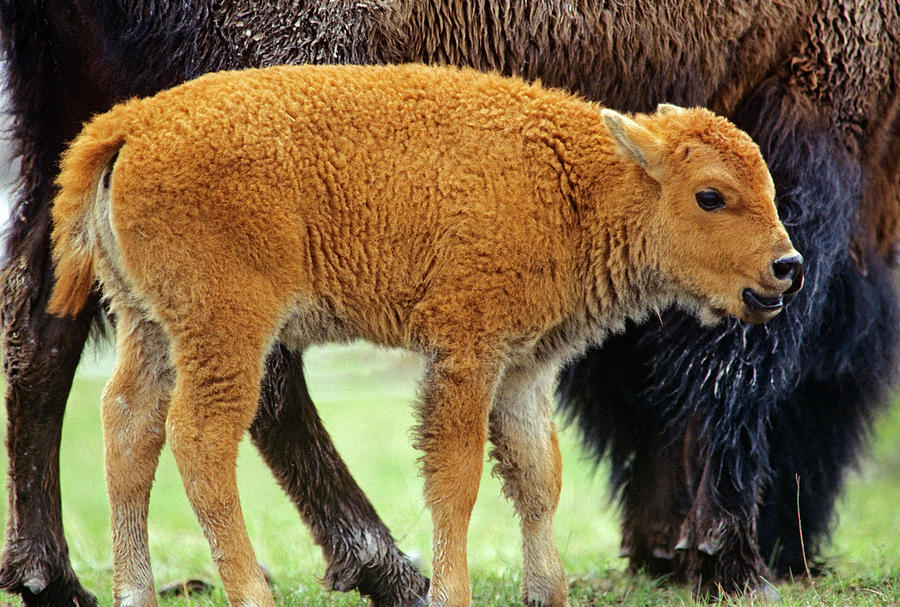 American Bison Calf Photograph by Tim Fitzharris